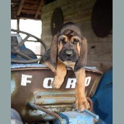 Bloodhound on a Ford tractor
