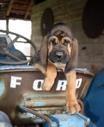 Bloodhound on a Ford tractor