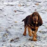 Little Bear during Jan 2007 Artic
Blast