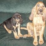 Young Sadie & one of Shiner's pups
