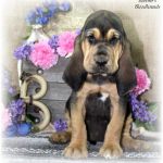 Black & Tan Female #3 "Name Pending"