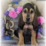 Black & Tan Female #6 "Name Pending"