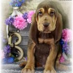 Liver & Tan Male #1 "Blue"