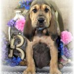Black & Tan Male #2 "Name Pending"