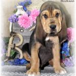 Black & Tan Male #4 "Huck"
