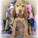 Liver & Tan Male #5 "Talladega"