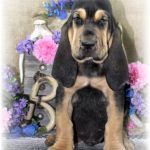 Black & Tan Male #7 "Chesney"